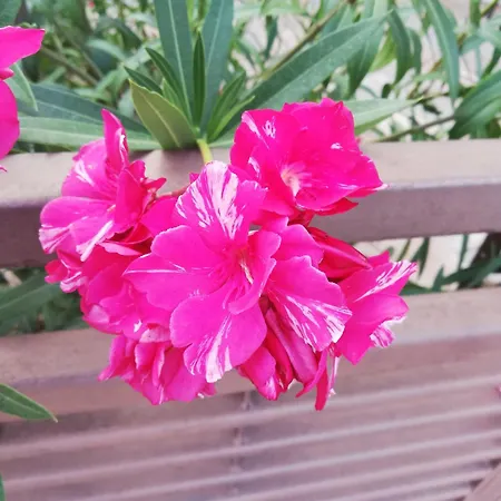 酒店 Irisz Nyíregyháza